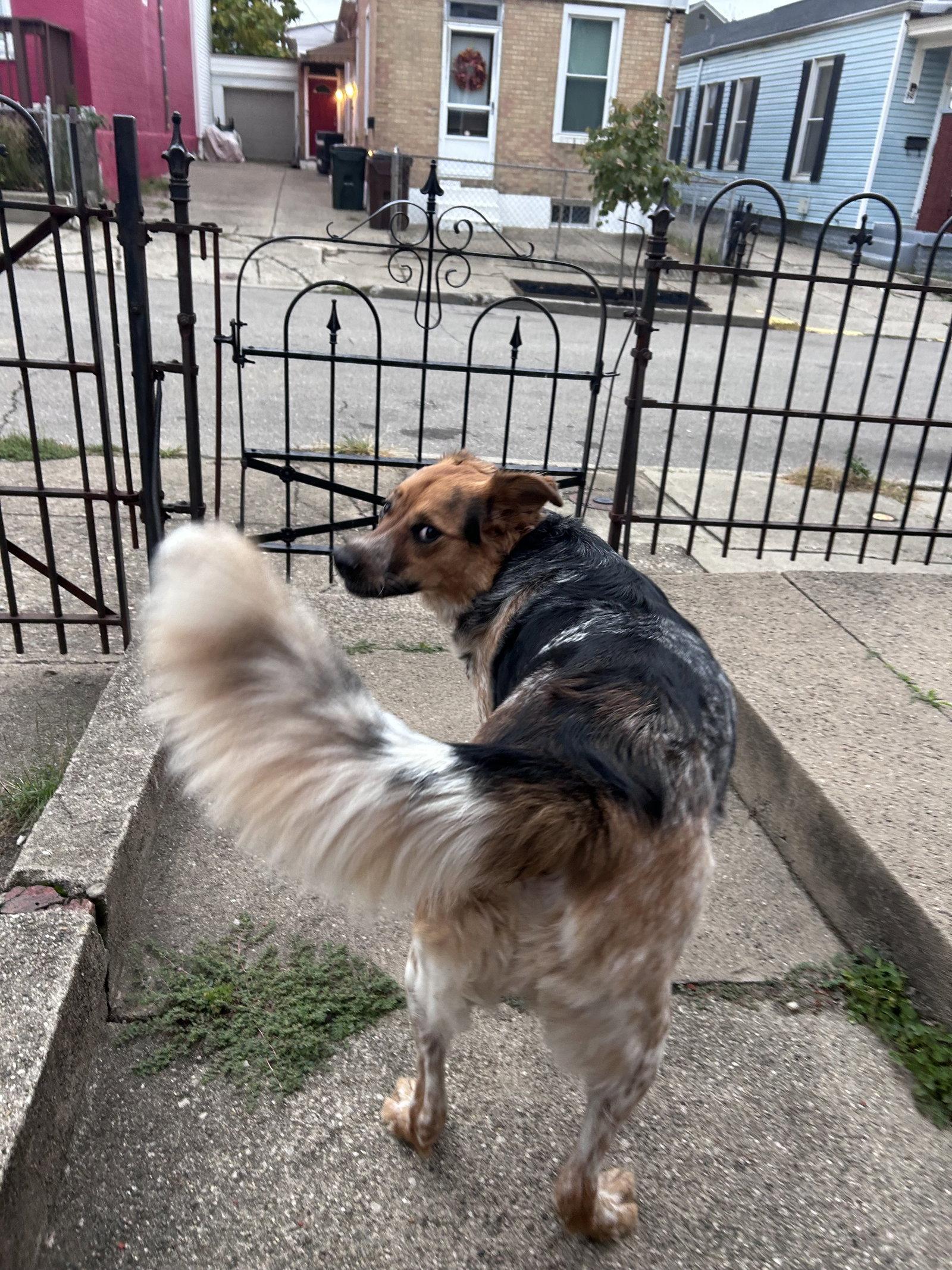 Enlarge Juneau, a Adoptable mixed breed in Newport, KY image 3/3