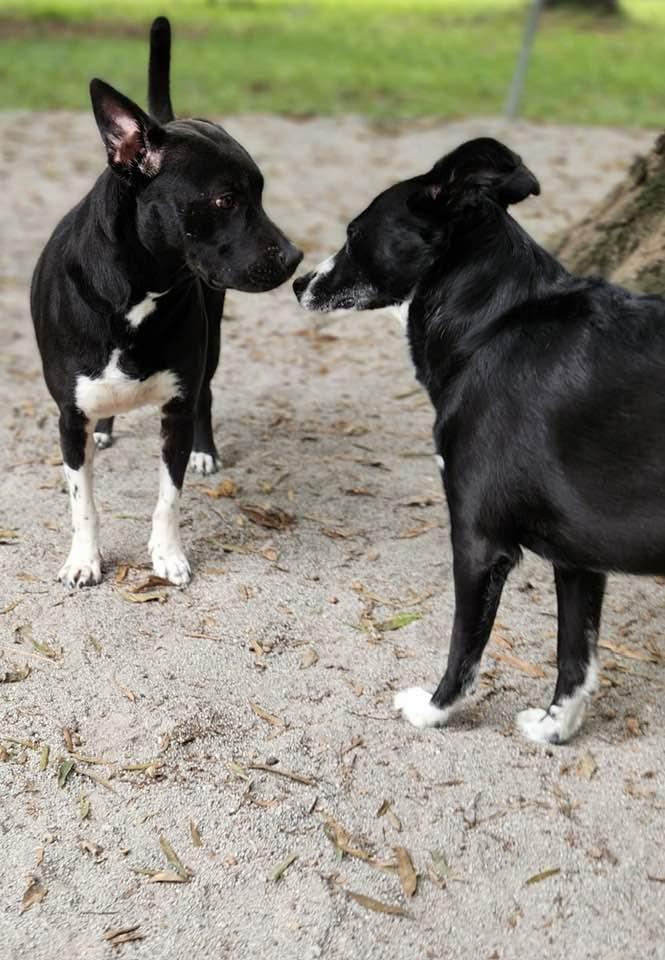 Enlarge Socks, a ADOPTABLE mixed breed in Mount Holly, NJ image 3/6