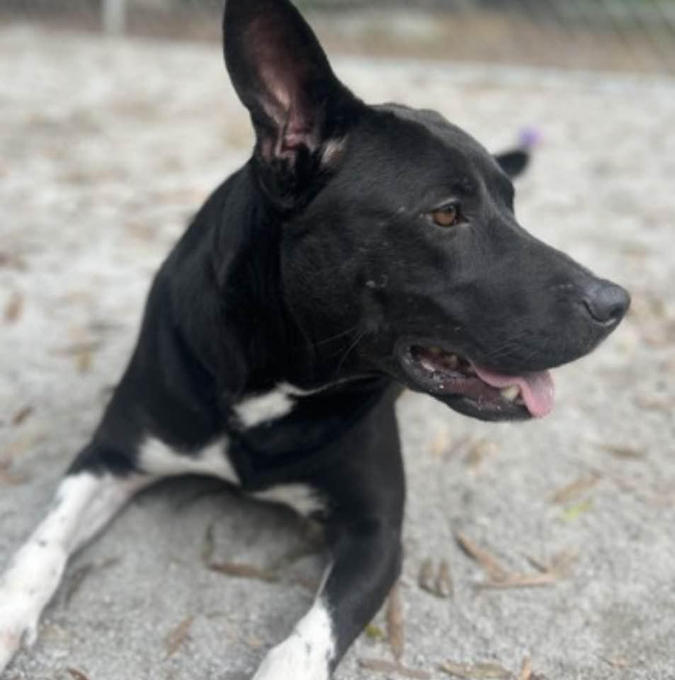 Enlarge Socks, a ADOPTABLE mixed breed in Mount Holly, NJ image 6/6