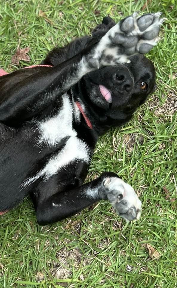 Enlarge Socks, a ADOPTABLE mixed breed in Mount Holly, NJ image 4/6