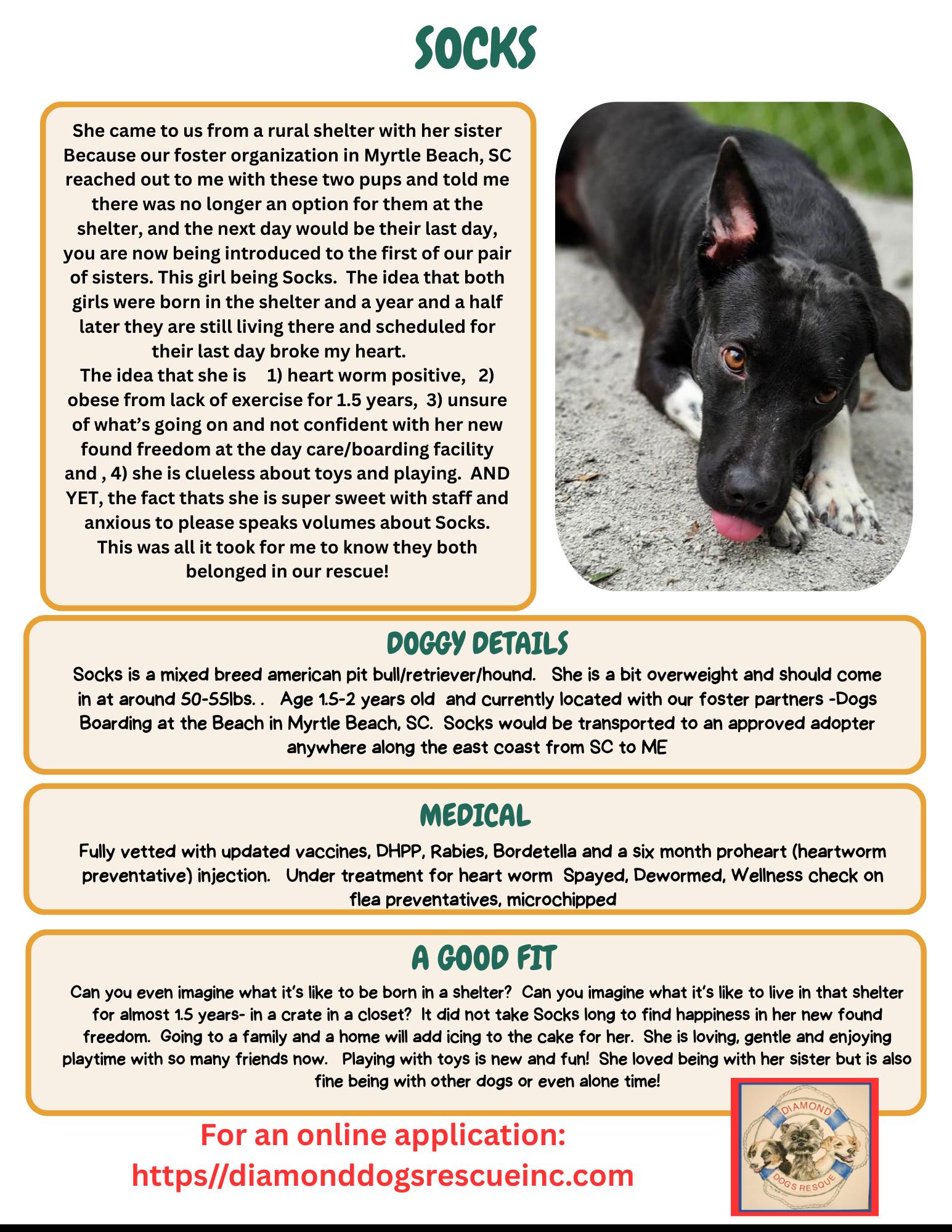 Enlarge Socks, a ADOPTABLE mixed breed in Mount Holly, NJ image 2/6