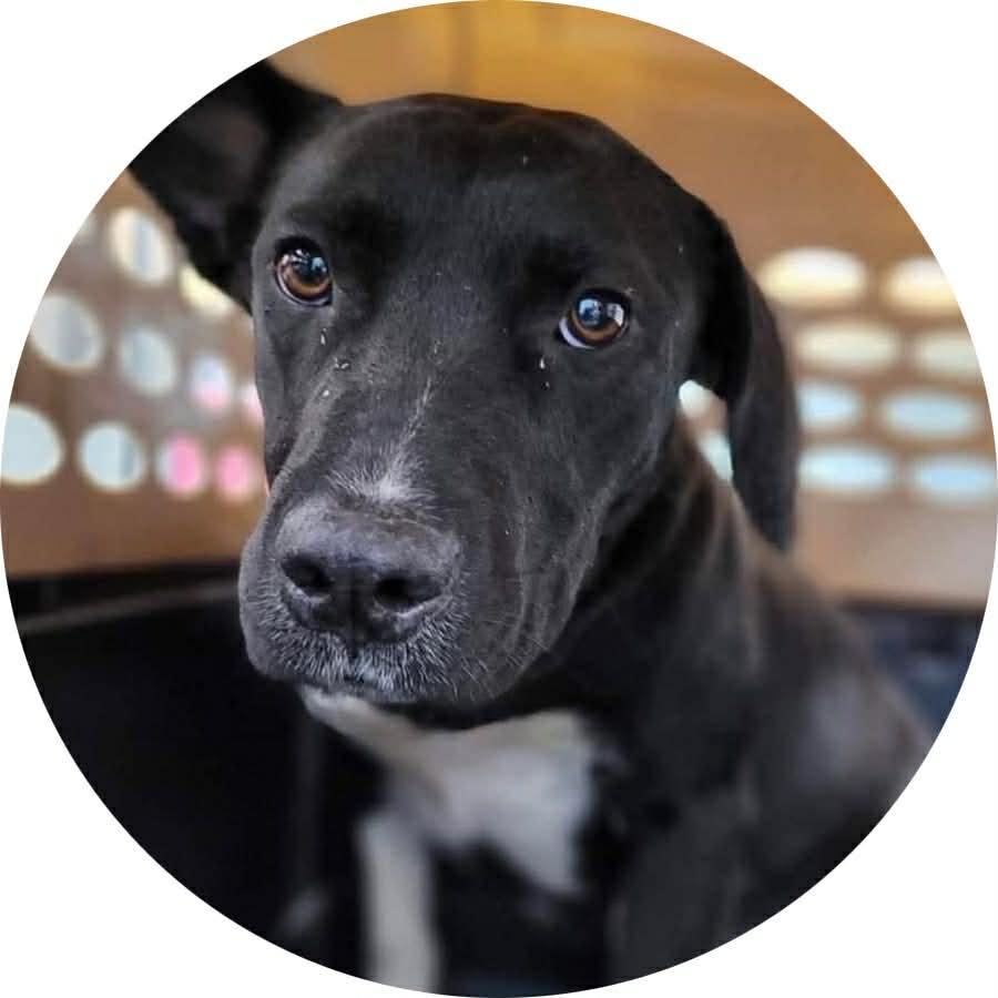 Socks, ADOPTABLE, Adult Female Retriever & Hound.