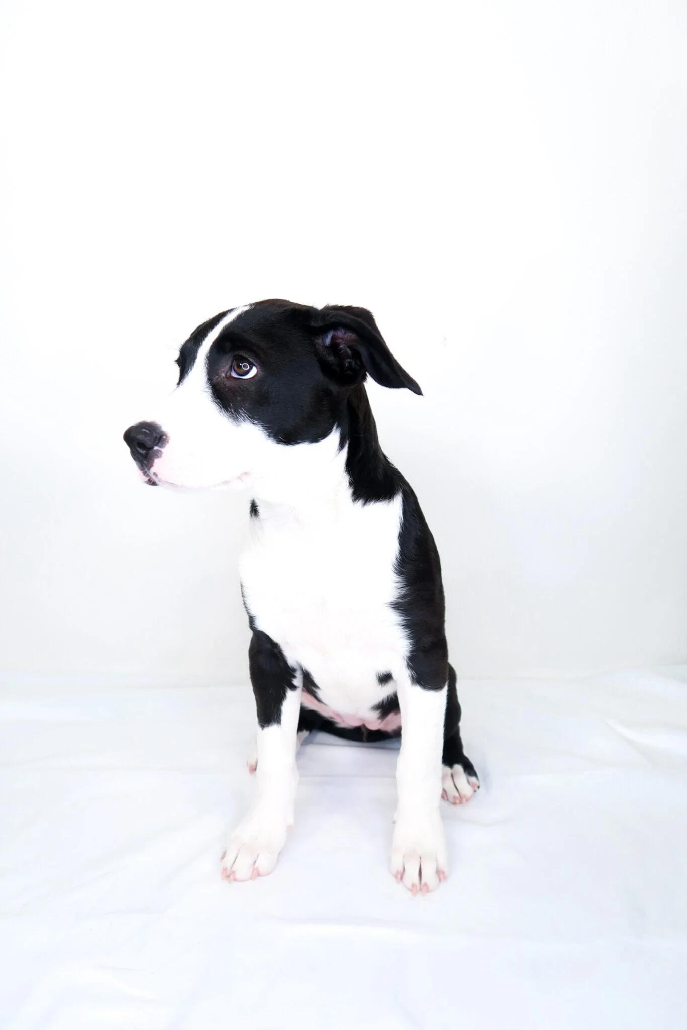 Miu Miu, a ADOPTABLE mixed breed in Bixby, OK image 5/5