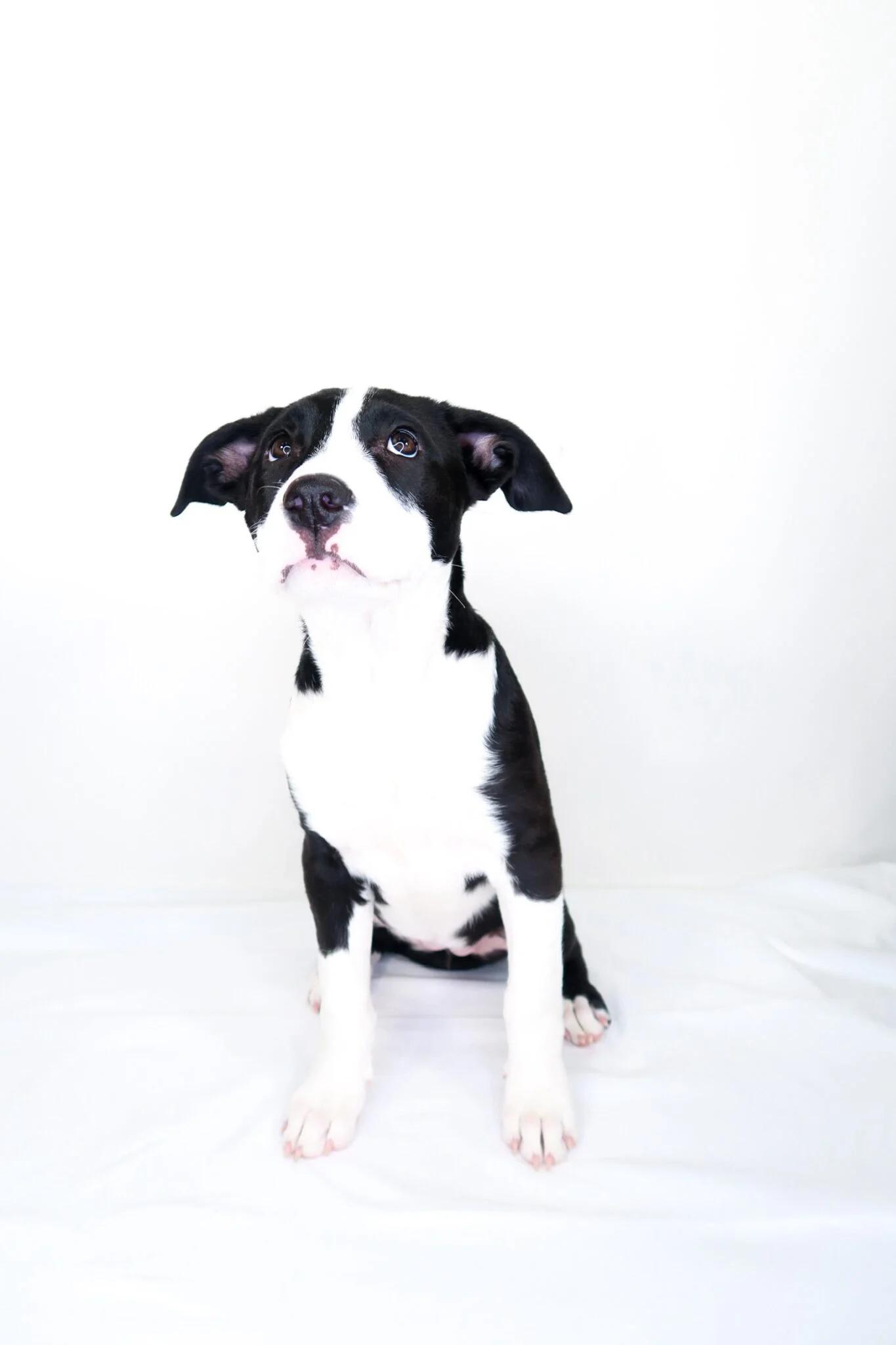 Miu Miu, a ADOPTABLE mixed breed in Bixby, OK image 4/5