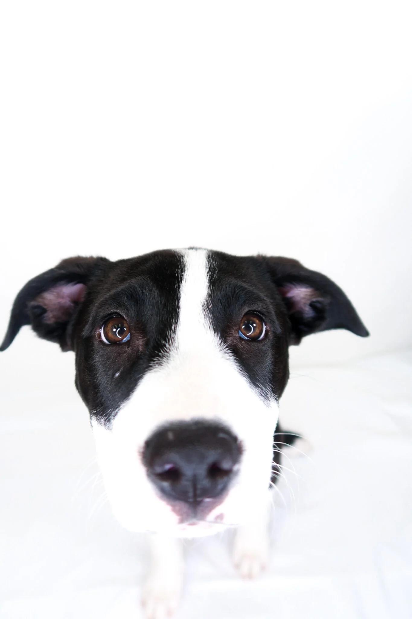 Miu Miu, a ADOPTABLE mixed breed in Bixby, OK image 2/5