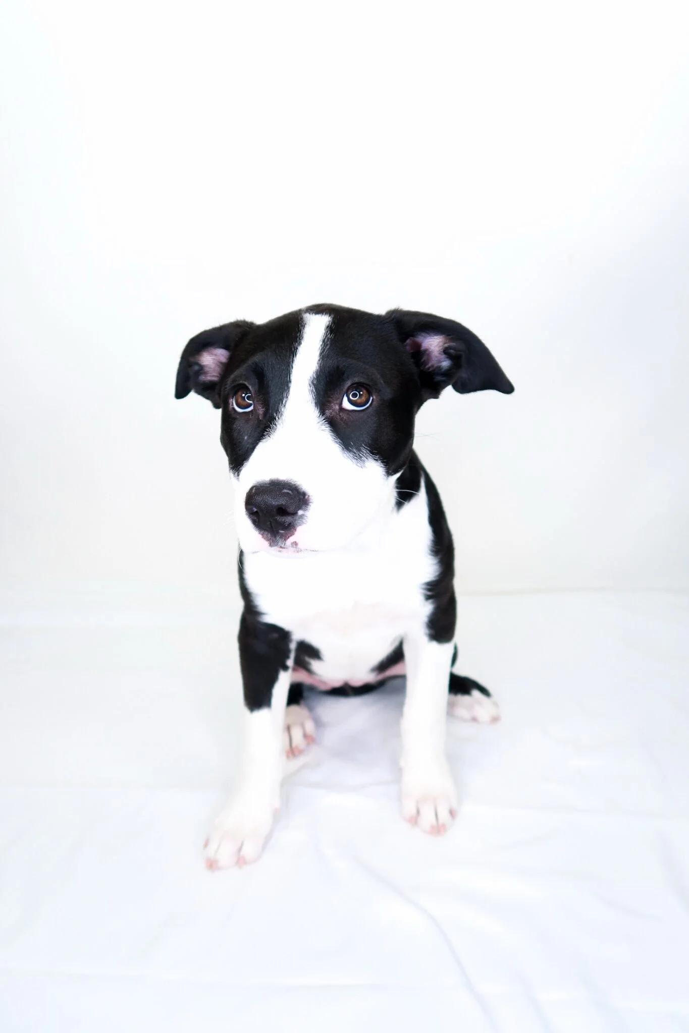 Miu Miu, a ADOPTABLE mixed breed in Bixby, OK image 3/5
