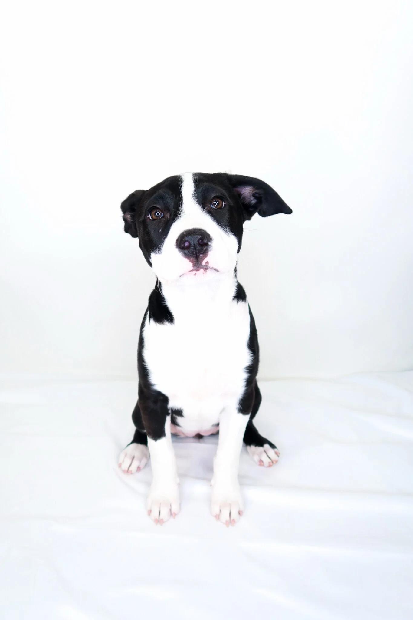 Miu Miu, a ADOPTABLE mixed breed in Bixby, OK image 1/5