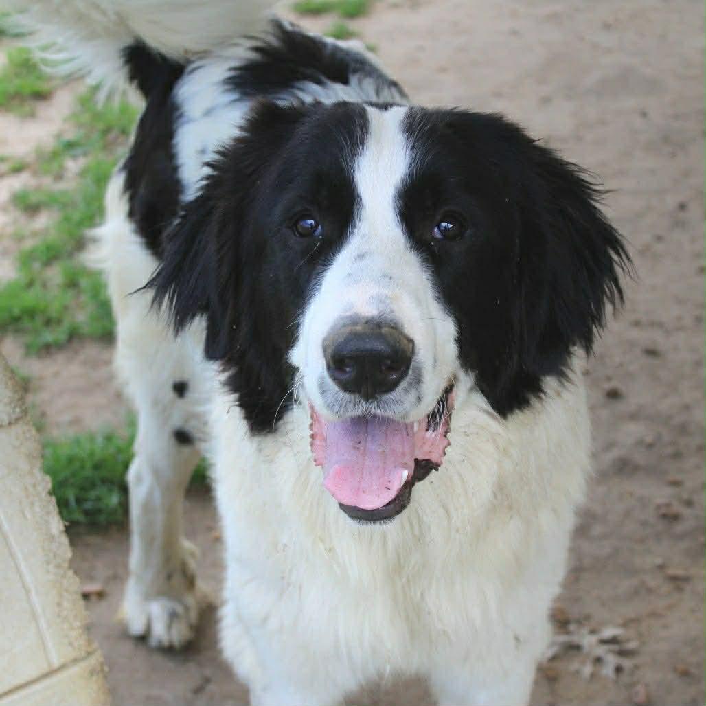 Enlarge Jude in NH! Come Meet our Adoptable Dogs Wednesday-Saturday. More info in Bio!, a ADOPTABLE mixed breed in Manchester, NH image 1/1