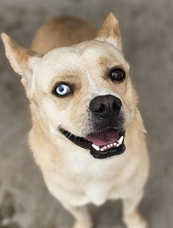 Elliott, Adoptable, Young Male Terrier.