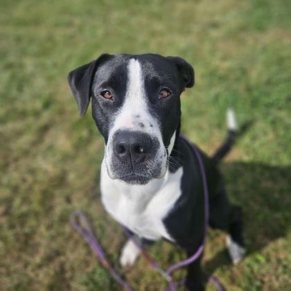 Carl, Adoptable, Adult Male Labrador Retriever & Pit Bull Terrier.