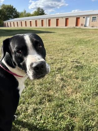 Carl, a Adoptable mixed breed in Washington, IA image 2/3
