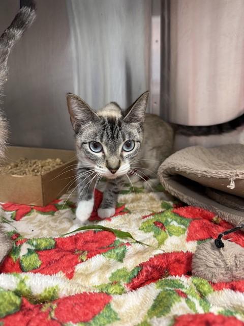 OLYMPIA, Adoptable, Young Female Domestic Short Hair.