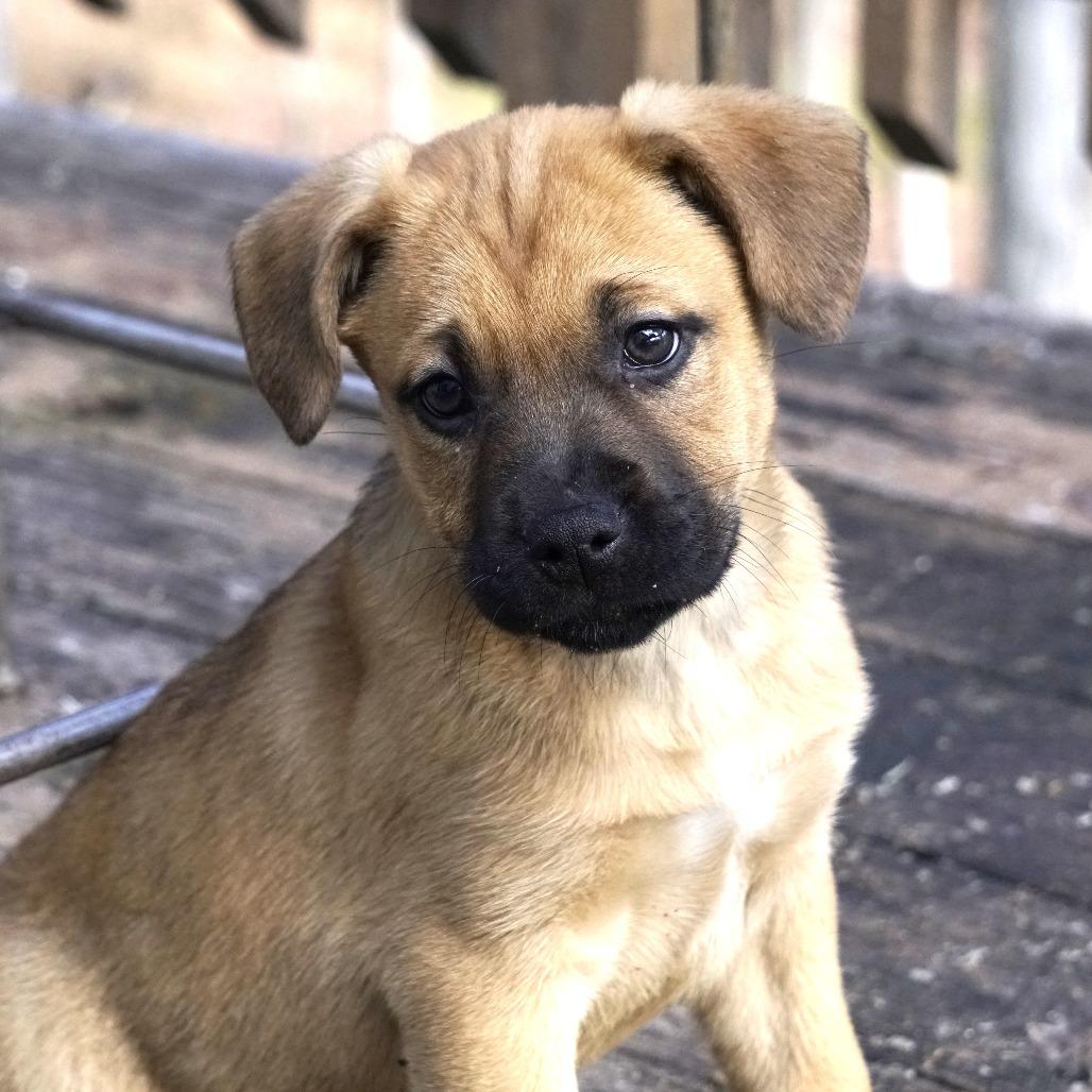 Enlarge NY Snow White Avail Jan 18 (Tractor Supply - Patterson), a Adoptable mixed breed in Patterson, NY image 4/6