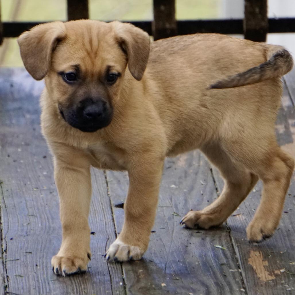 Enlarge NY Snow White Avail Jan 18 (Tractor Supply - Patterson), a Adoptable mixed breed in Patterson, NY image 5/6