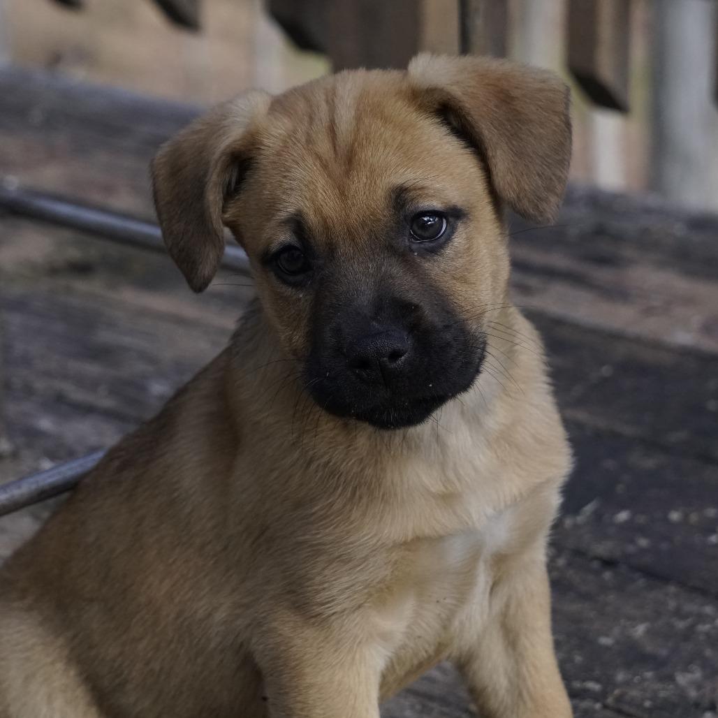 Enlarge NY Snow White Avail Jan 18 (Tractor Supply - Patterson), a Adoptable mixed breed in Patterson, NY image 6/6
