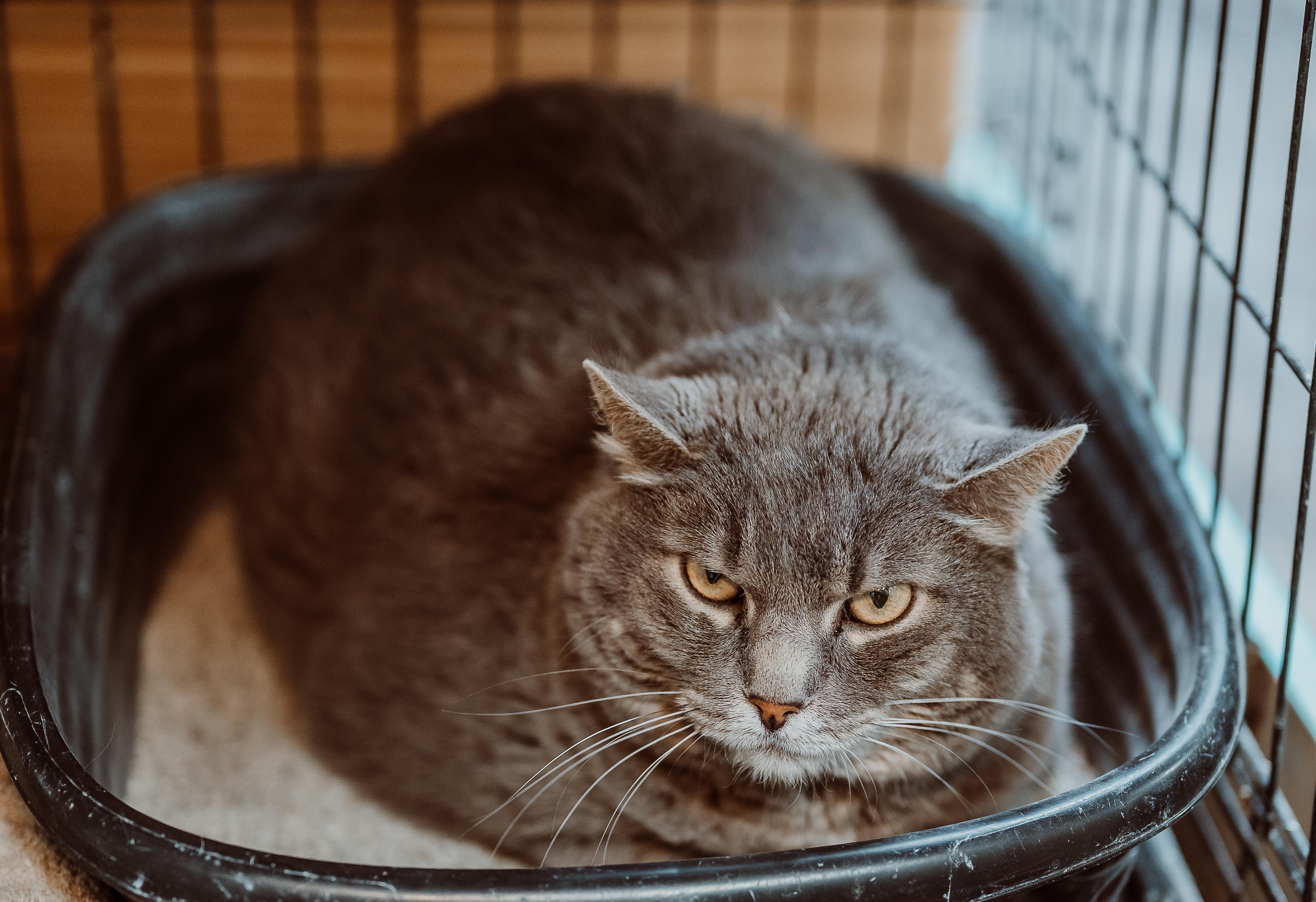 Ricky also known as Ricky Mantel, Adoptable, Adult Male Domestic Short Hair.