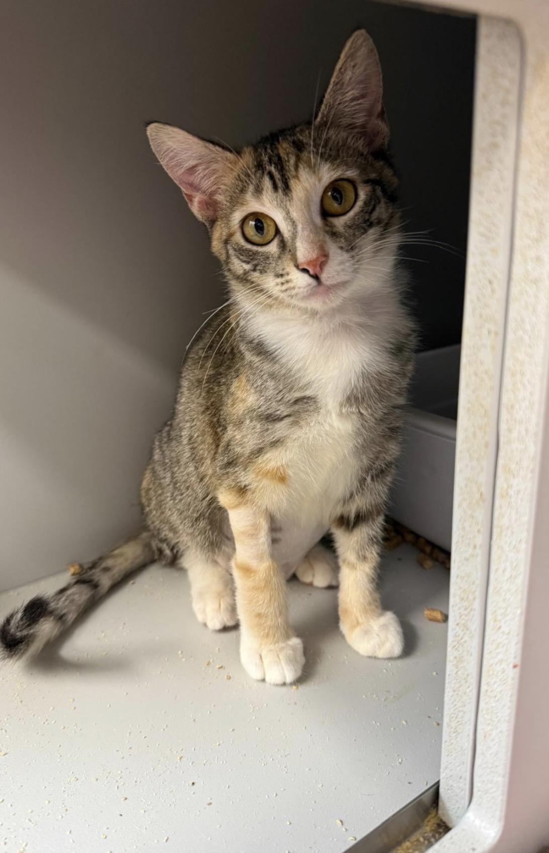 Twix, a ADOPTABLE Domestic Short Hair in Lauderhill, FL image 5/5