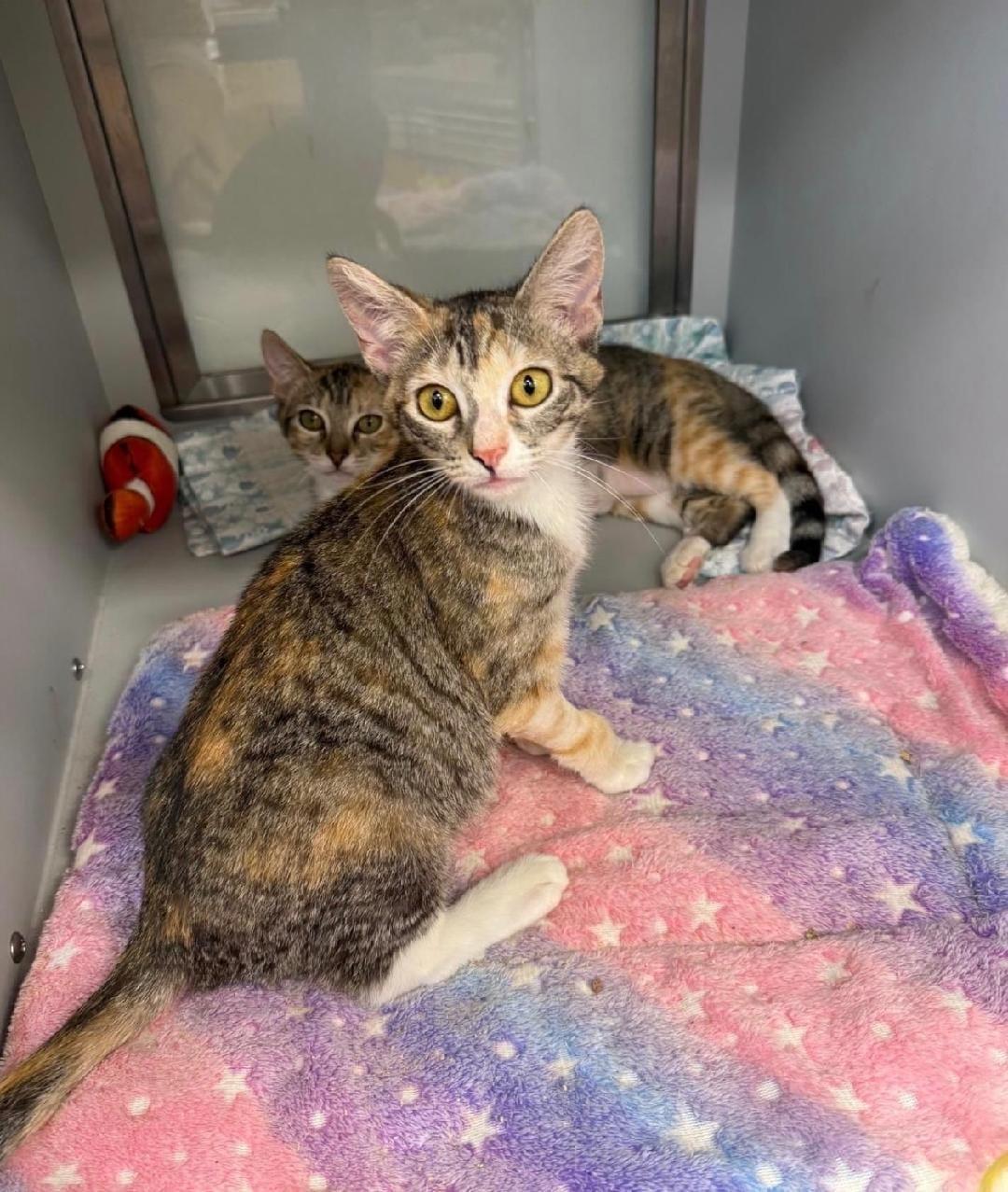 Twix, a ADOPTABLE Domestic Short Hair in Lauderhill, FL image 2/5