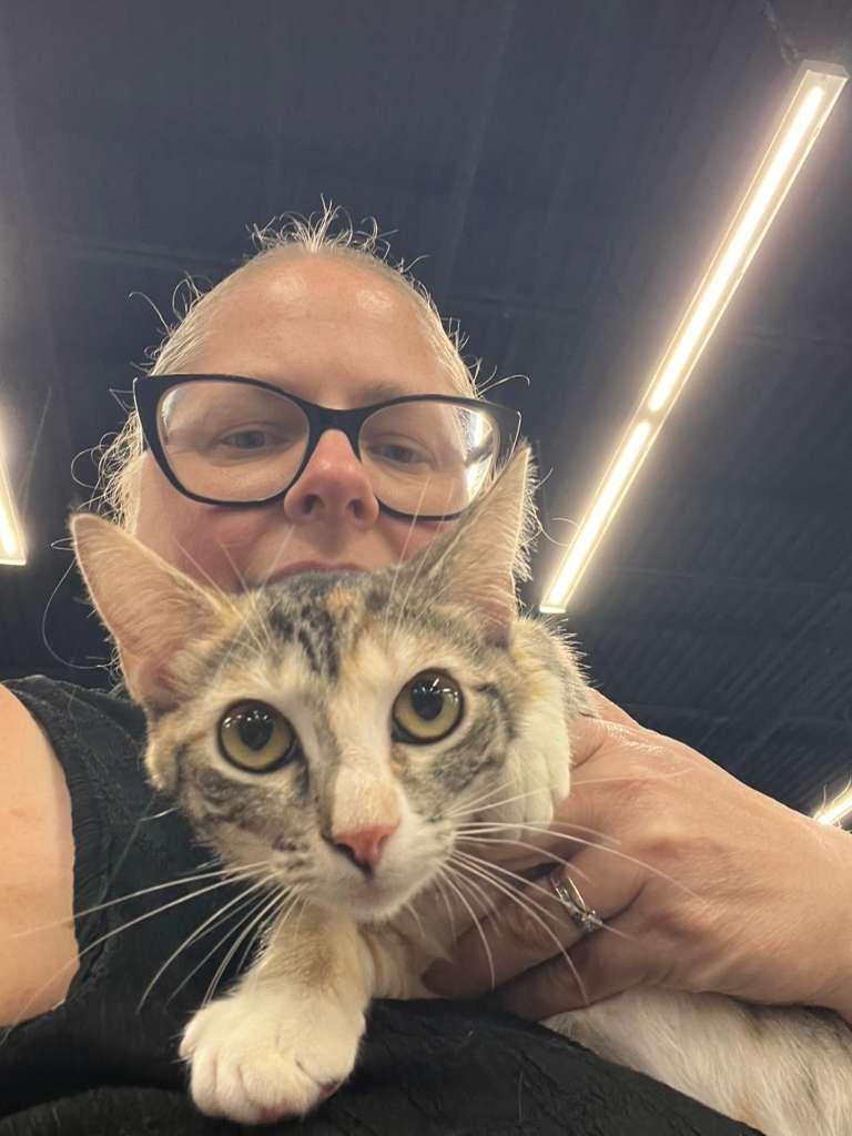 Twix, a ADOPTABLE Domestic Short Hair in Lauderhill, FL image 4/5