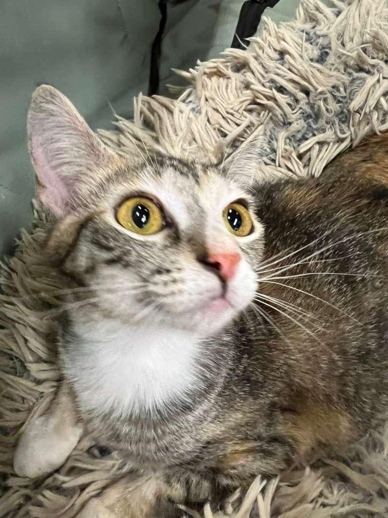 Twix, a ADOPTABLE Domestic Short Hair in Lauderhill, FL image 1/5