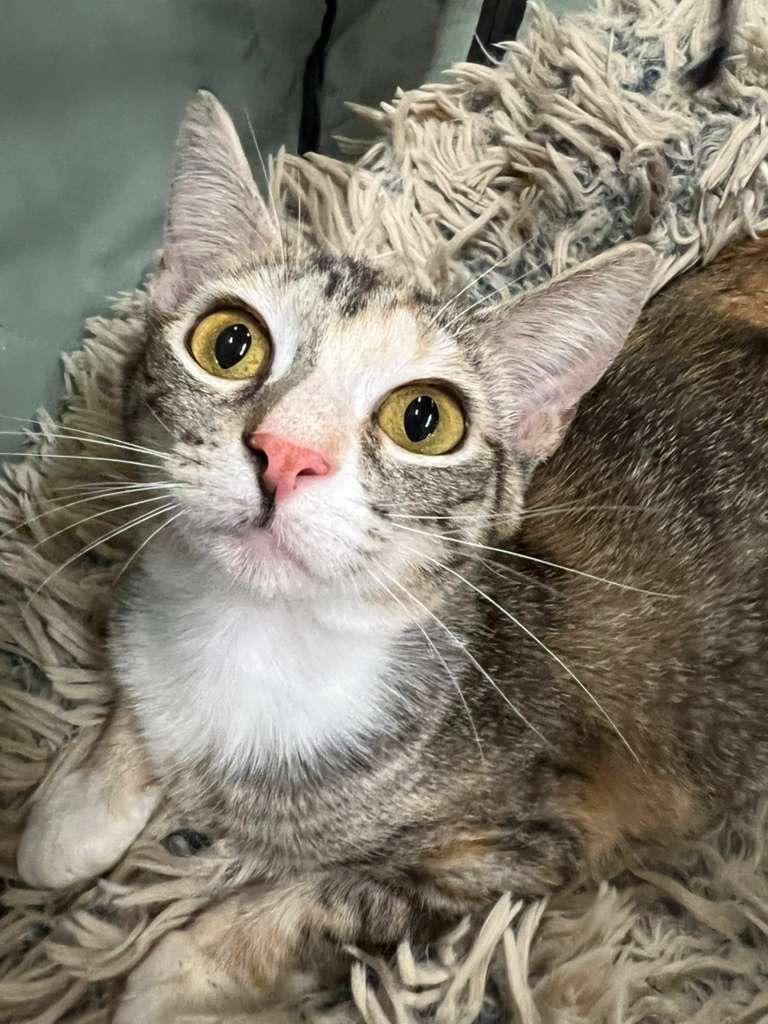 Twix, a ADOPTABLE Domestic Short Hair in Lauderhill, FL image 3/5