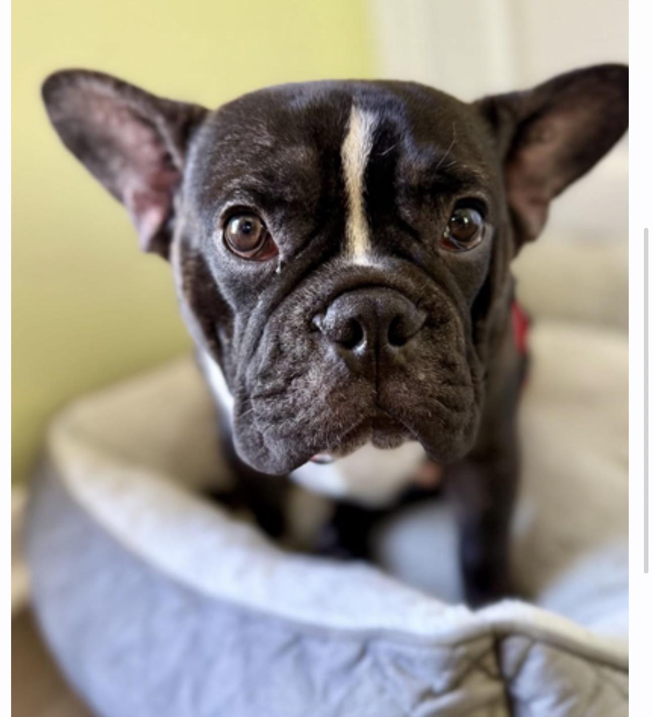 Einstein, Adoptable, Adult Male French Bulldog.