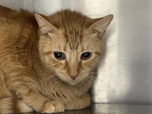 MICKEY, Adoptable, Adult Male Domestic Short Hair.