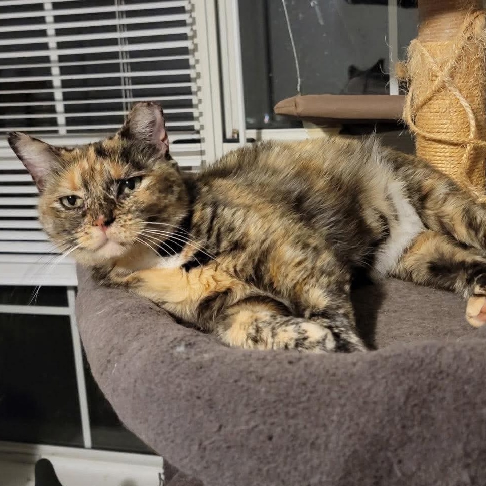 Enlarge Cleo, a Adoptable Domestic Short Hair in Fort Oglethorpe, GA image 1/6