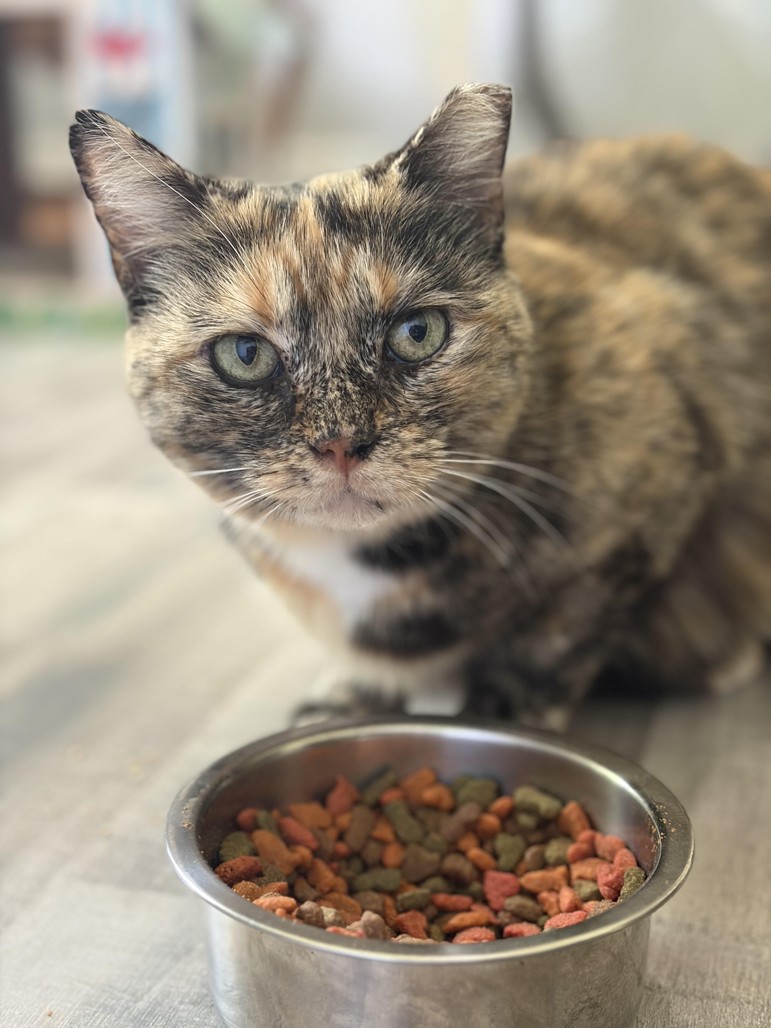 Enlarge Cleo, a Adoptable Domestic Short Hair in Fort Oglethorpe, GA image 5/6