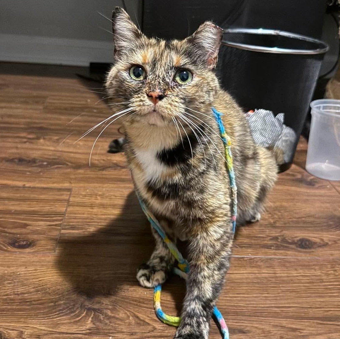 Enlarge Cleo, a Adoptable Domestic Short Hair in Fort Oglethorpe, GA image 2/6