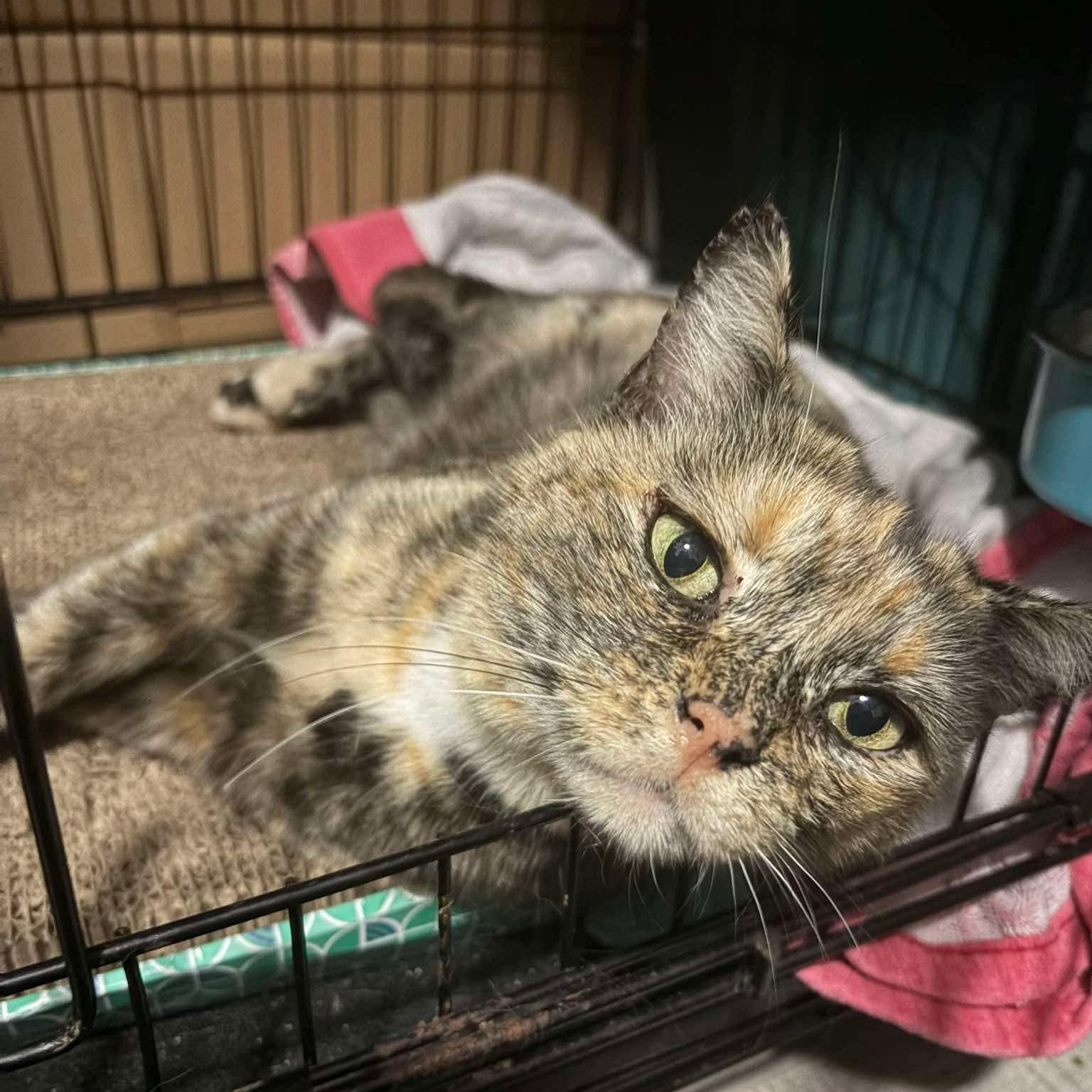Enlarge Cleo, a Adoptable Domestic Short Hair in Fort Oglethorpe, GA image 4/6