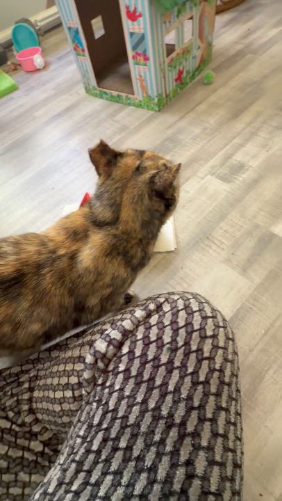 Enlarge Cleo, a Adoptable Domestic Short Hair in Fort Oglethorpe, GA video 6/6