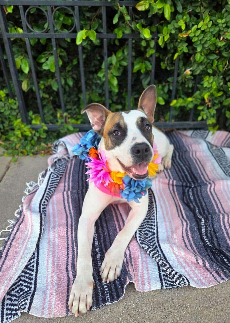 Enlarge Hazel Mae, a Adoptable mixed breed in Murrieta, CA image 3/6