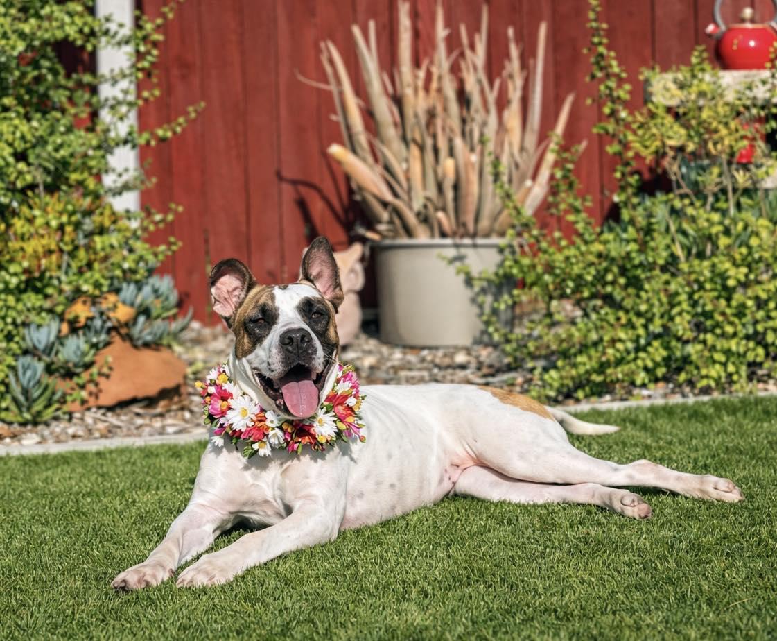 Enlarge Hazel Mae, a Adoptable mixed breed in Murrieta, CA image 1/6
