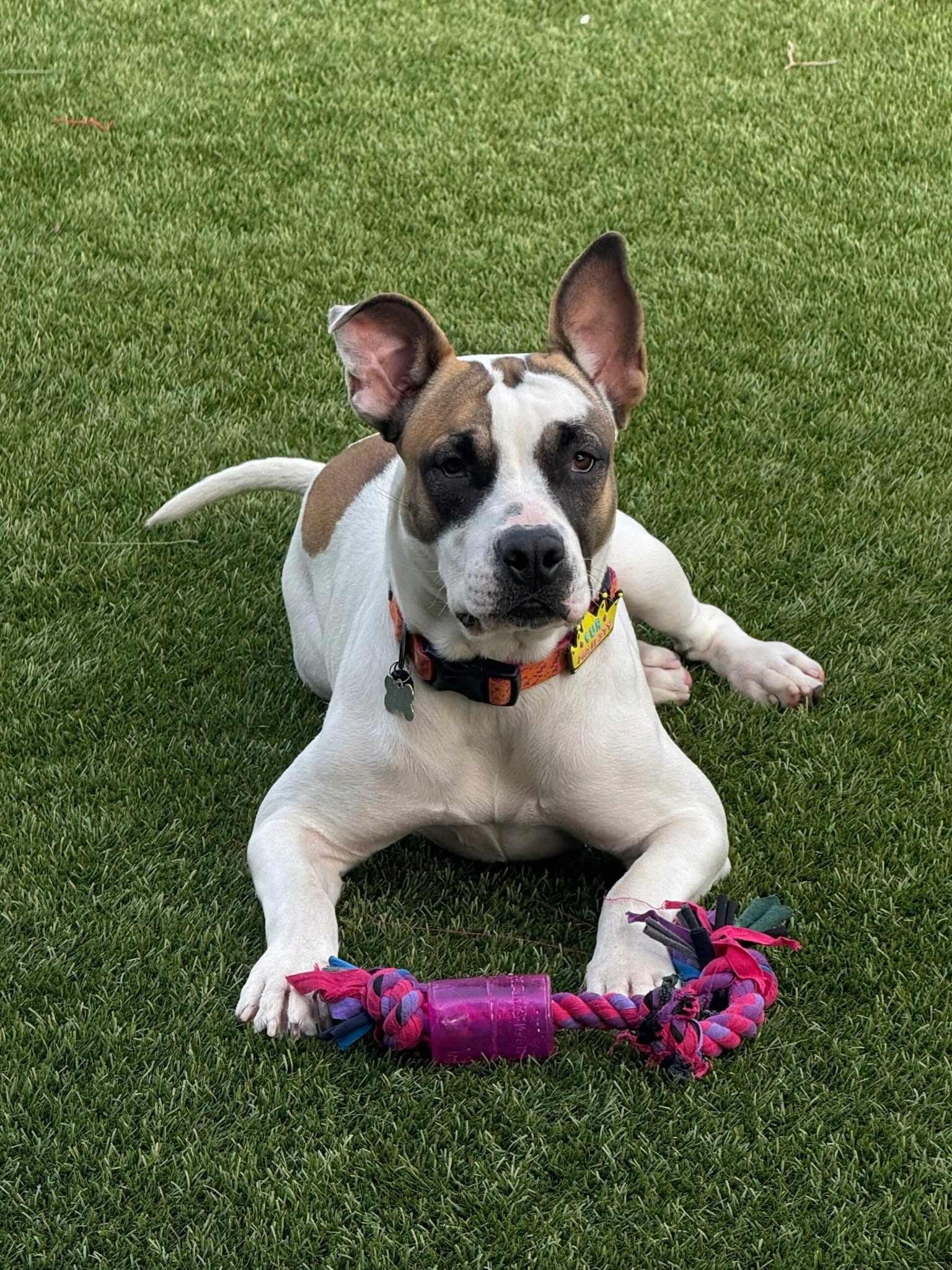 Enlarge Hazel Mae, a Adoptable mixed breed in Murrieta, CA image 4/6