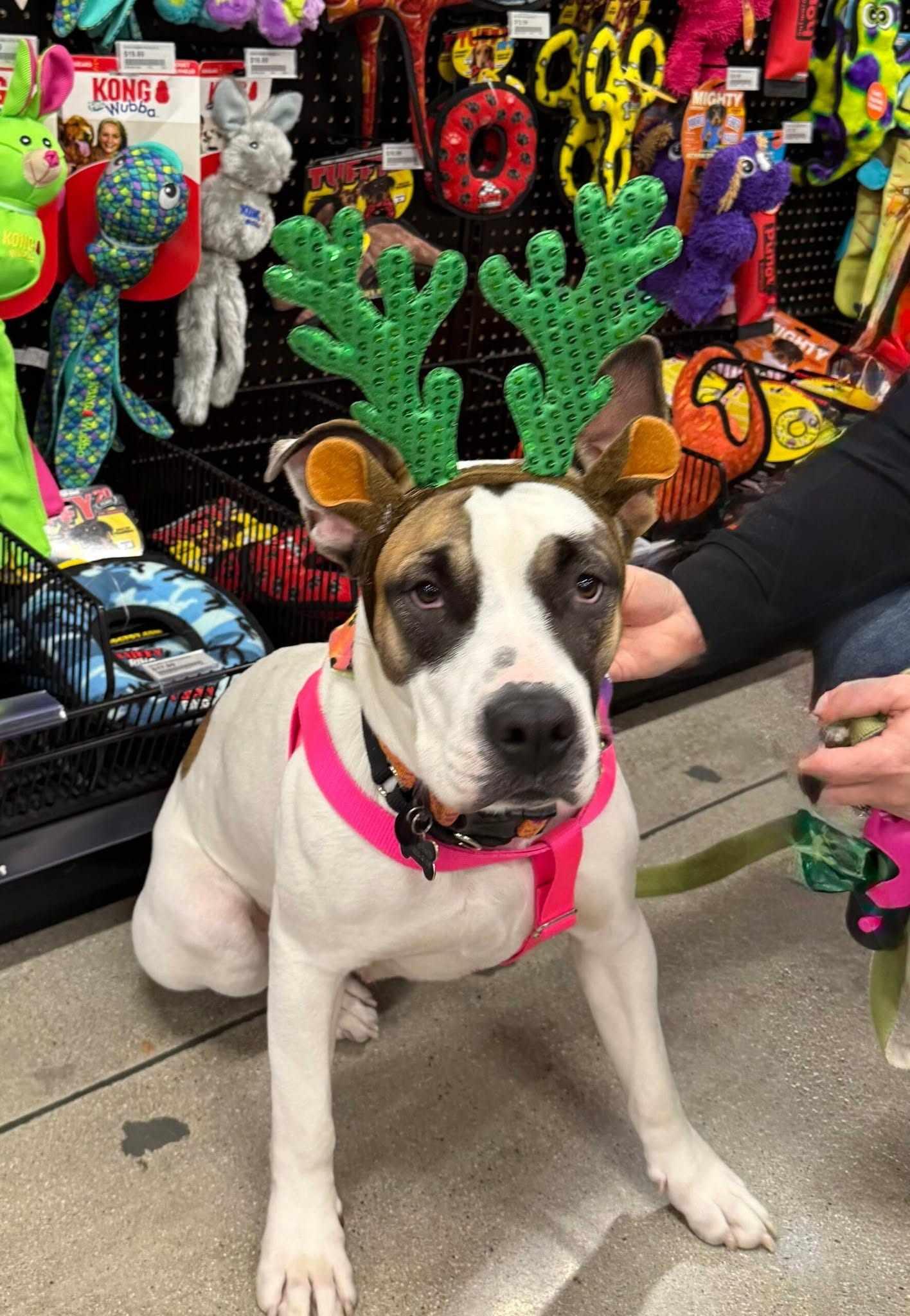 Enlarge Hazel Mae, a Adoptable mixed breed in Murrieta, CA image 5/6