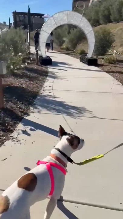 Enlarge Hazel Mae, a Adoptable mixed breed in Murrieta, CA video 6/6