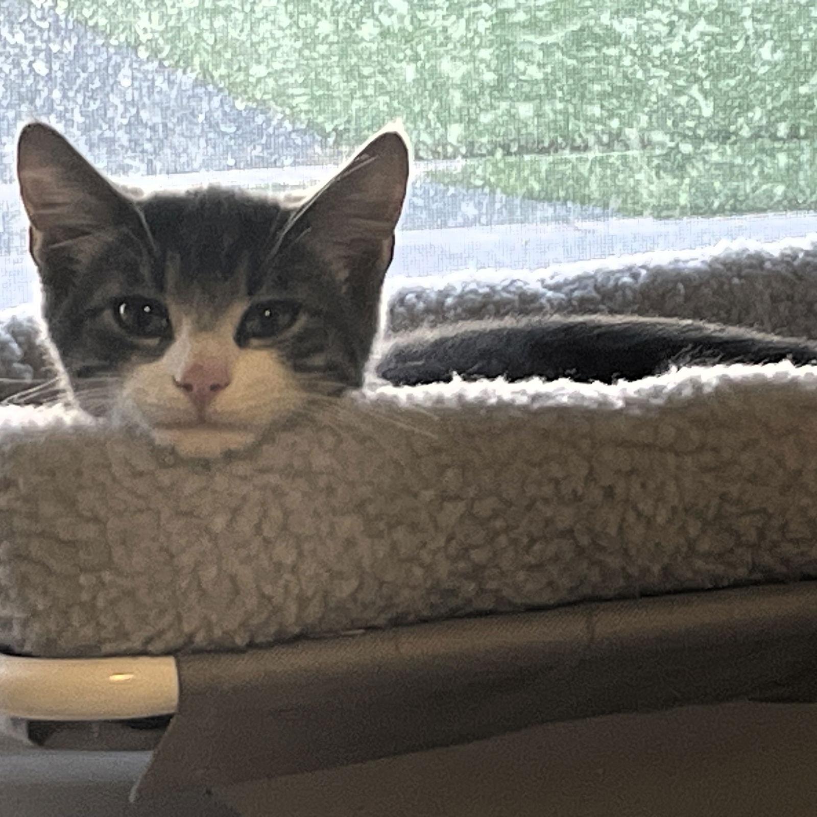 Chance, Adoptable, Kitten Male Domestic Short Hair.