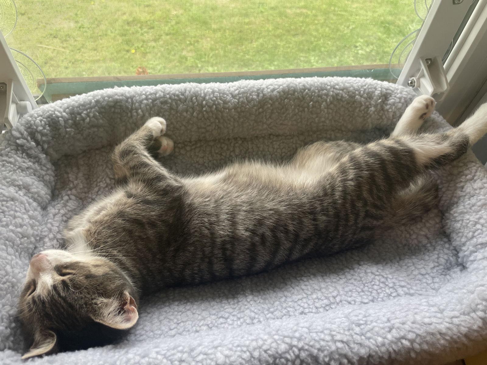 Enlarge Chance, a Adoptable Domestic Short Hair in Rochester, NY image 1/3