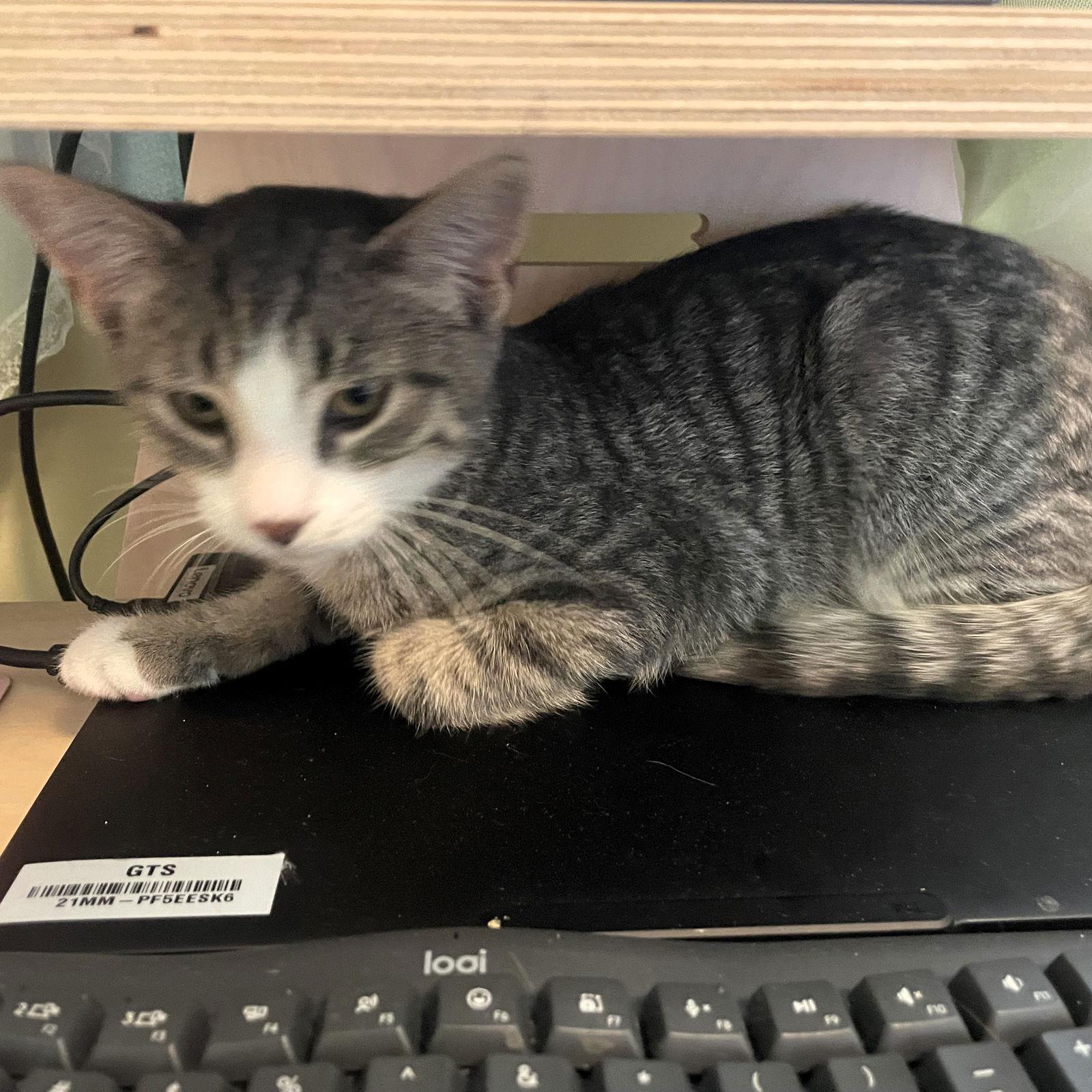 Enlarge Chance, a Adoptable Domestic Short Hair in Rochester, NY image 2/3