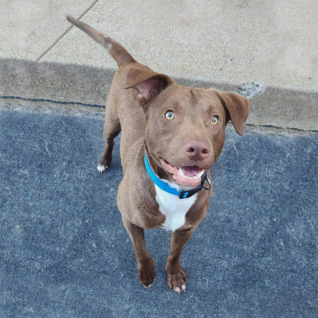 Enlarge Copper, a Adoptable mixed breed in Cleveland, TN image 1/5