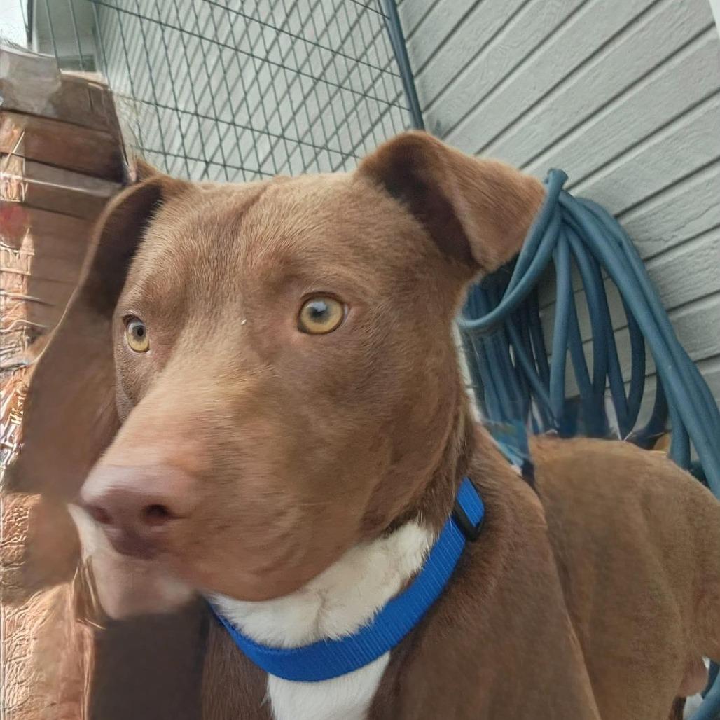 Enlarge Copper, a Adoptable mixed breed in Cleveland, TN image 2/5