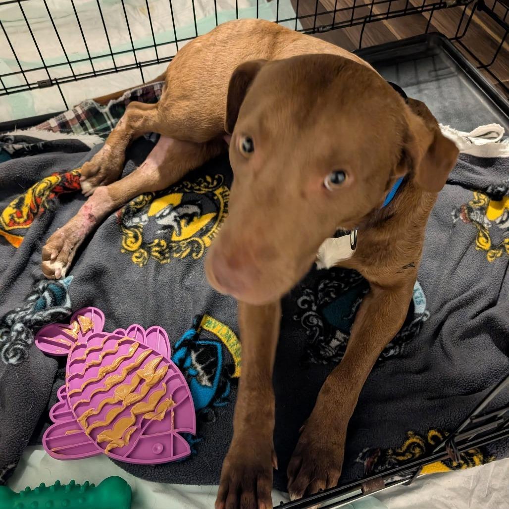 Enlarge Copper, a Adoptable mixed breed in Cleveland, TN image 3/5