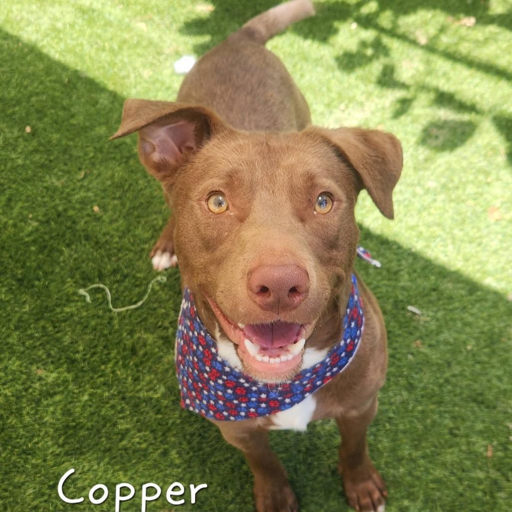 Enlarge Copper, a Adoptable mixed breed in Cleveland, TN image 4/5