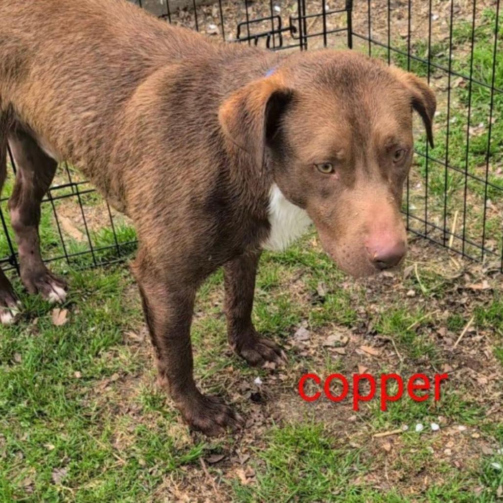 Enlarge Copper, a Adoptable mixed breed in Cleveland, TN image 5/5