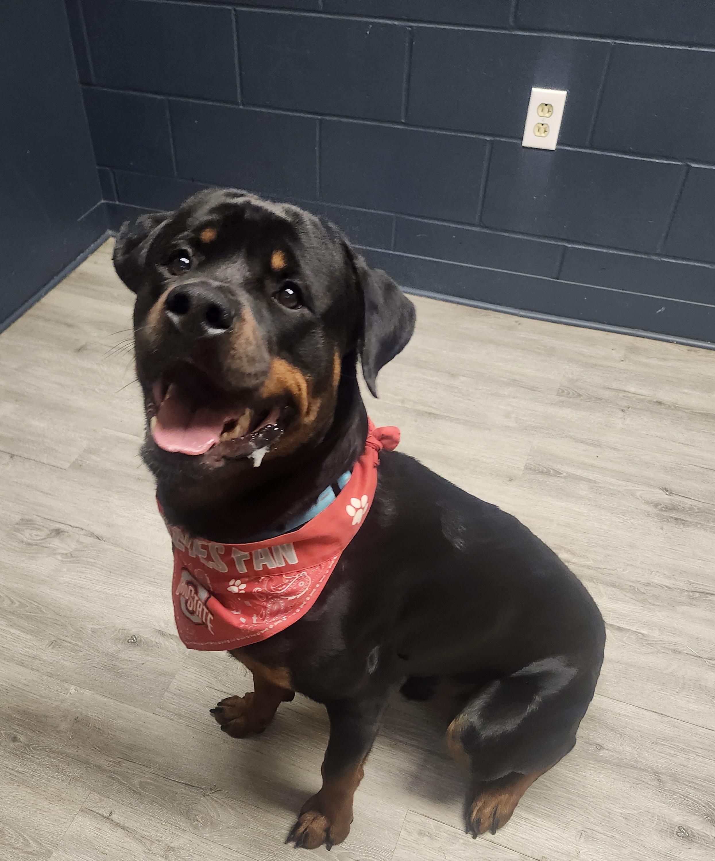 Smirnoff, Adopted, Young Male Rottweiler.