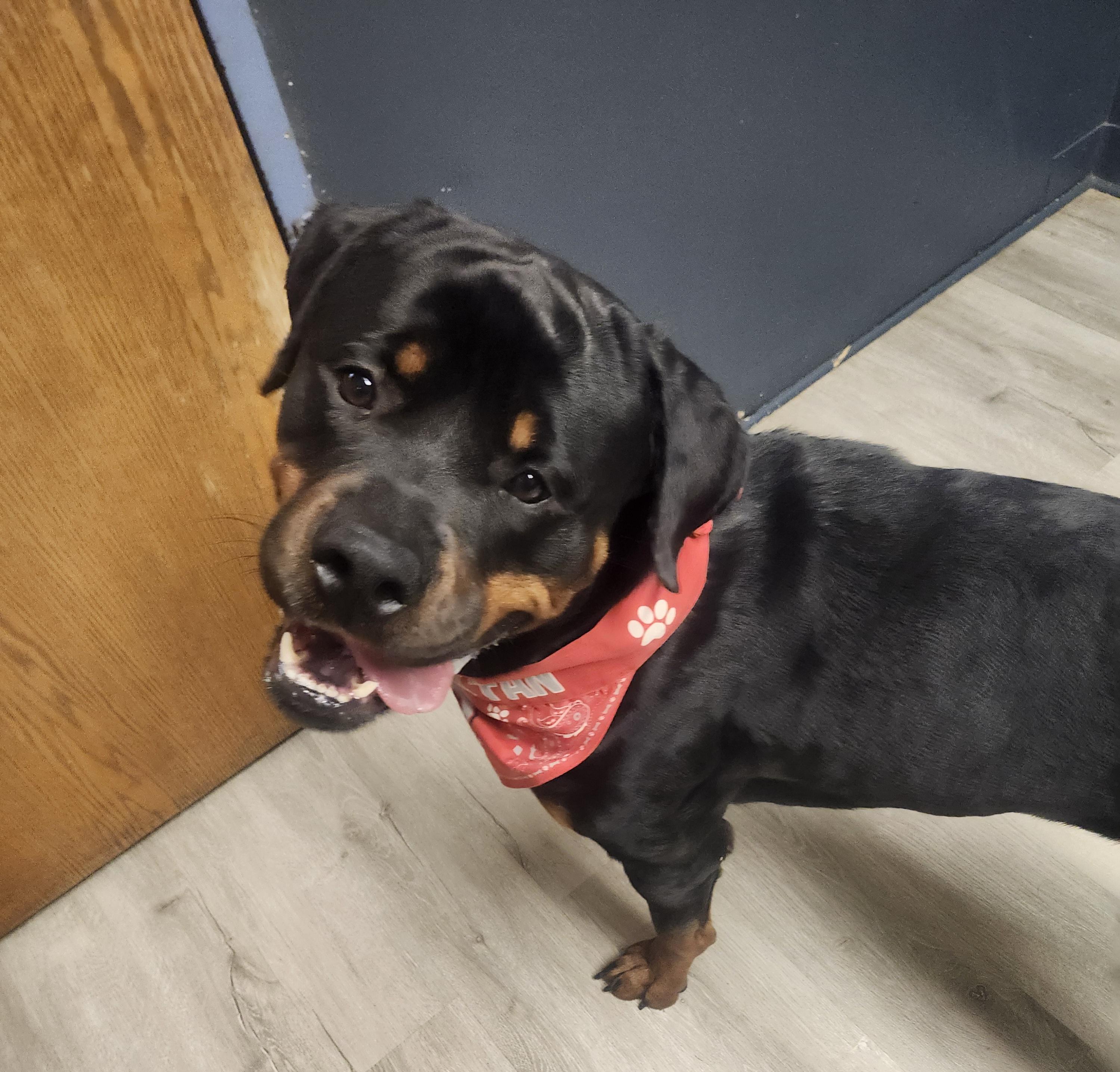 Enlarge Smirnoff, a Adopted Rottweiler in Mansfield, OH image 2/4