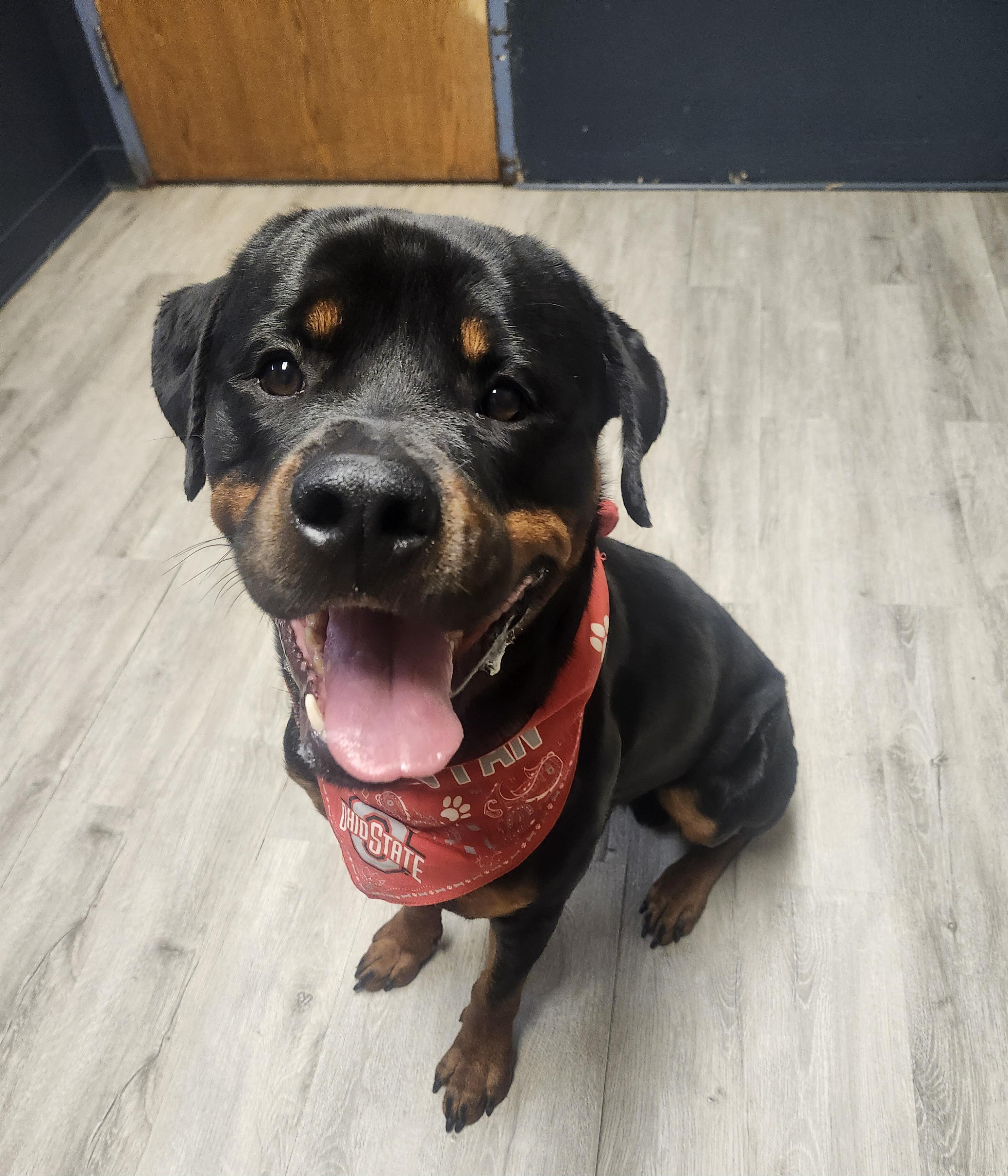 Enlarge Smirnoff, a Adopted Rottweiler in Mansfield, OH image 3/4