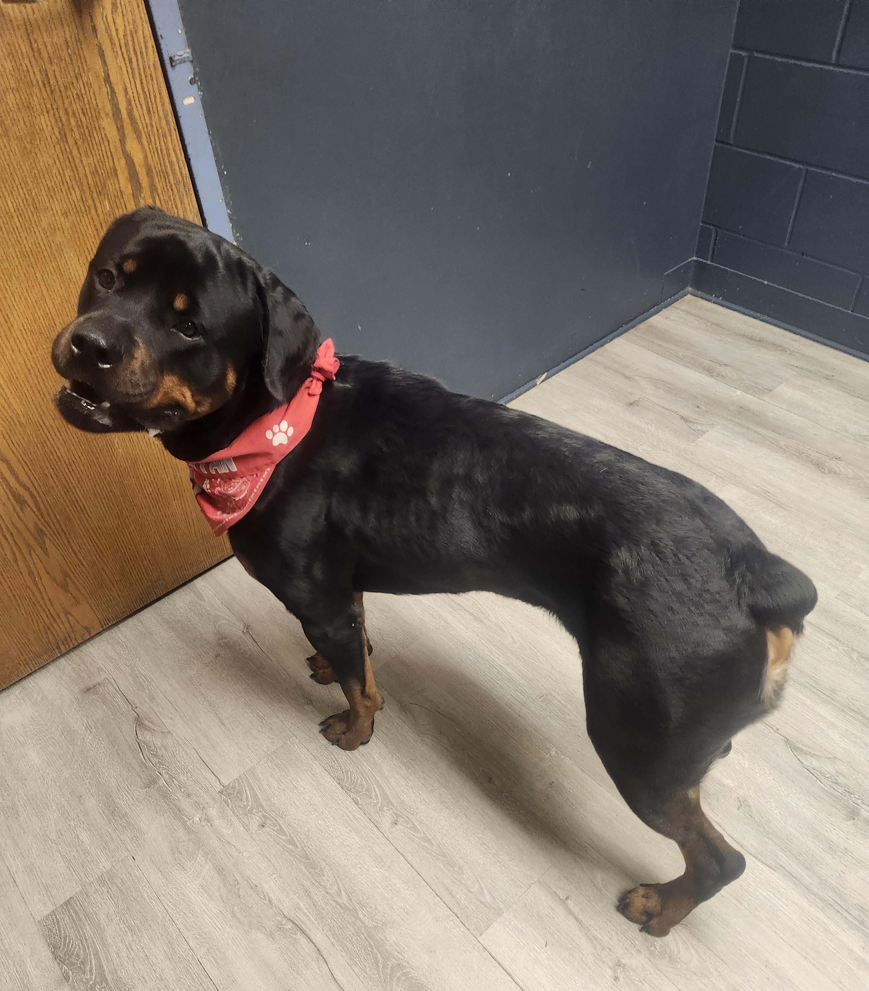 Enlarge Smirnoff, a Adopted Rottweiler in Mansfield, OH image 4/4