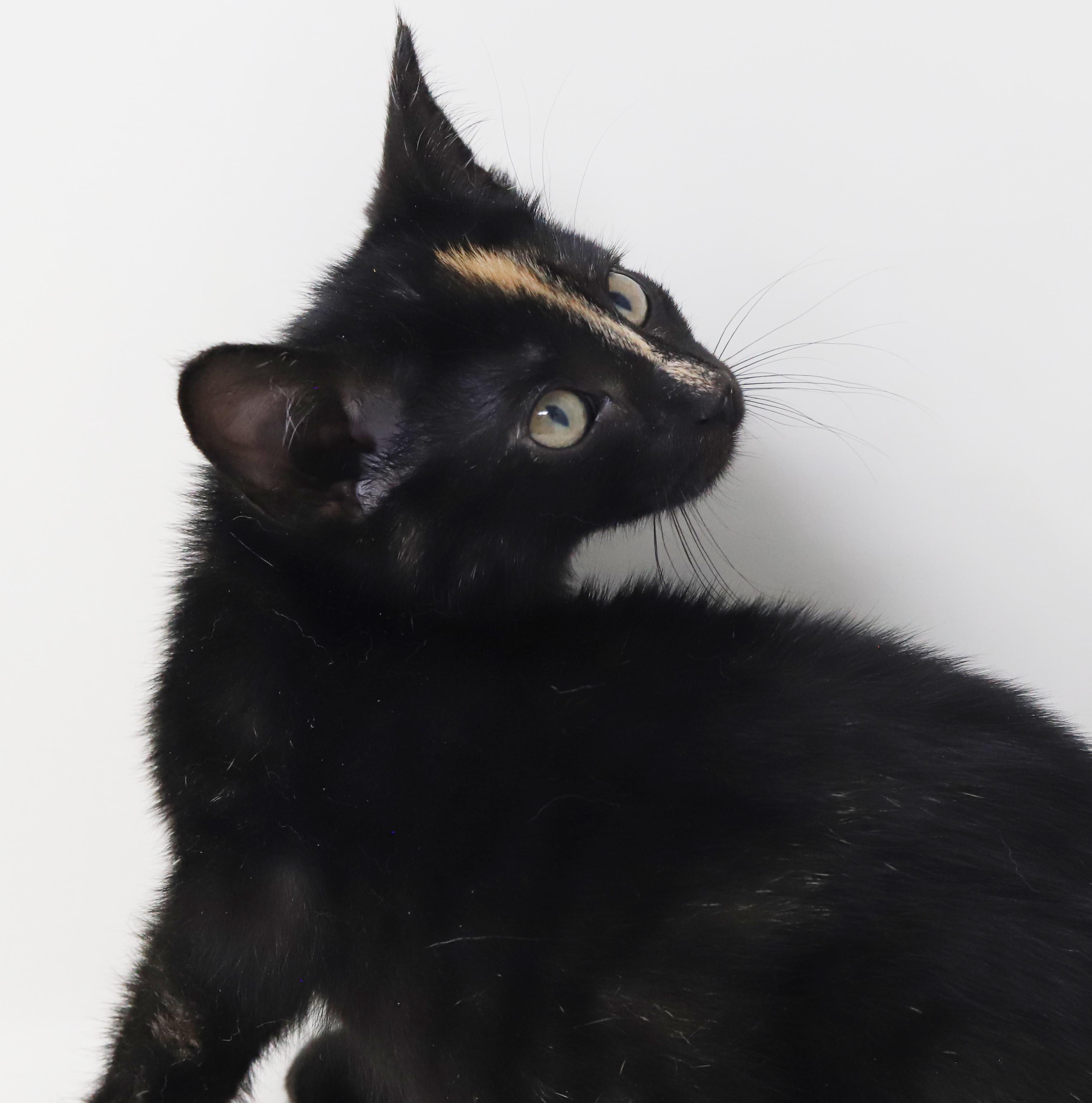 Enlarge Kayla is so darn Kute - tiny angel with COOLEST nose stripe, a Adoptable mixed breed in Bedford Hills, NY image 5/6